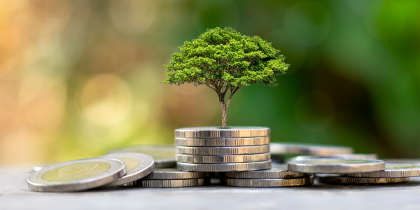 A tree on top of coins